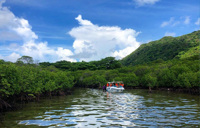 Đi cano khám phá rừng ngập mặn Côn Đảo với cực nhiều thứ hấp dẫn